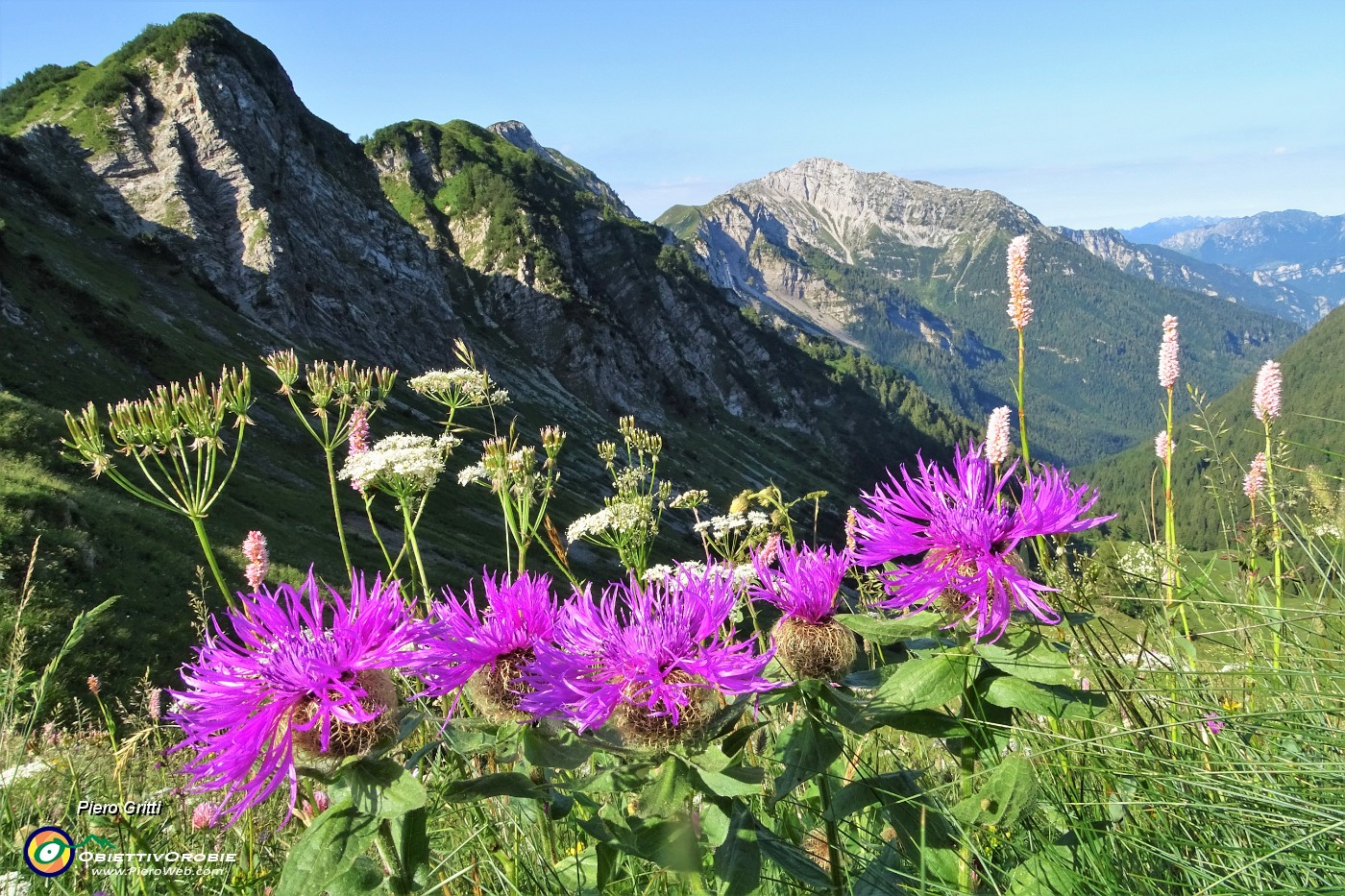 19 Fiori di Fiordaliso alpino (Centaurea nervosa) sullo sfondo del Corno Branchino e de Il Pizzo di Roncobello.JPG